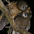 Rufous Owls in Les Davies Park in Cairns アカチャアオバズク<br />Canon EOS 6D + EF300 F2.8L III + EF1.4xII + SPEEDLITE 580EXII + Better Beamer